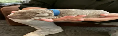 Labrador Retriever 1