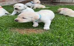 Labrador Retriever dogs for sale: Stunning KC Reg Yellow Labrador Puppies - Image 11