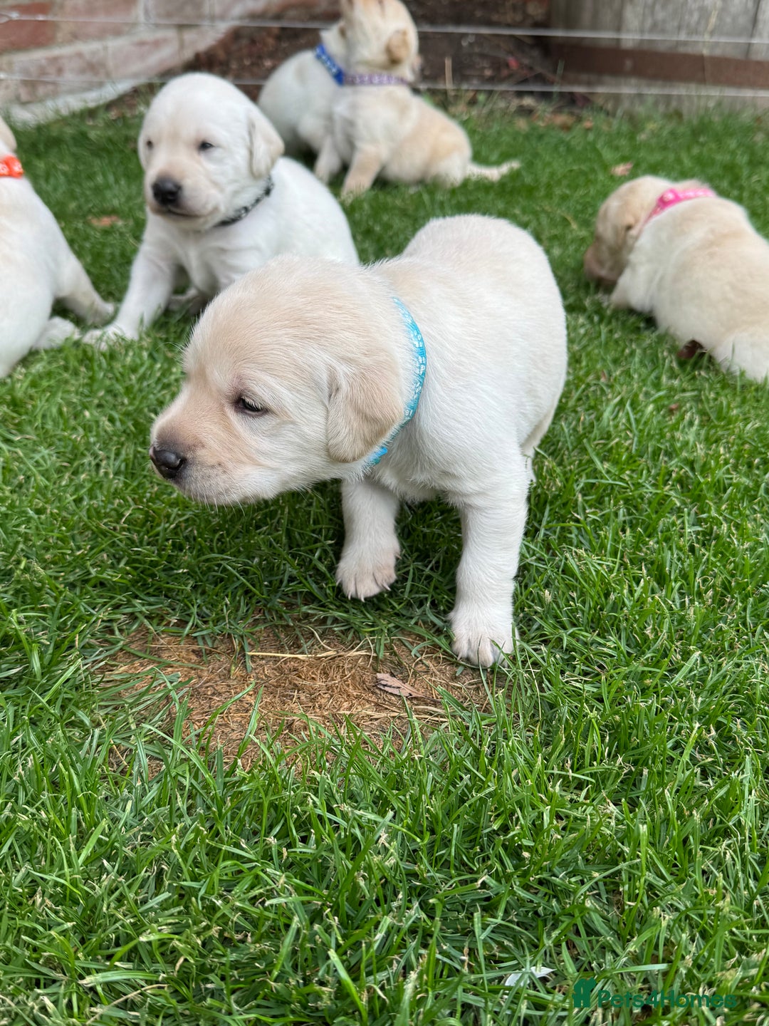 Labrador Retriever dogs for sale: Stunning KC Reg Yellow Labrador Puppies - Image 11
