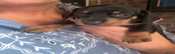 Miniature Dachshund dogs for sale: Beautiful Miniature Dachshund Puppies 🐾❤️ - Advert 10