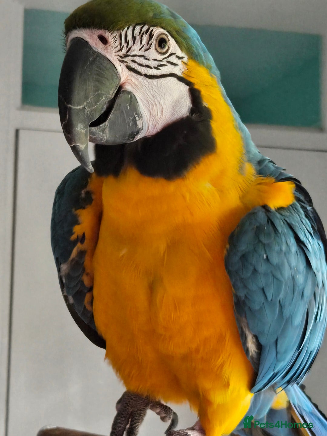 Parrots birds for sale: Blue and Gold Macaw - Image 4