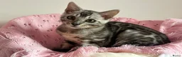 Bengal cats for sale: Silver Grey Male TICA Kitten - Advert 8