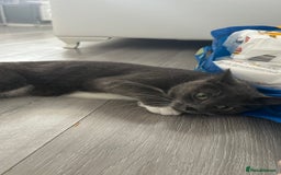 Russian Blue cats for sale: Female cat  - Image 5