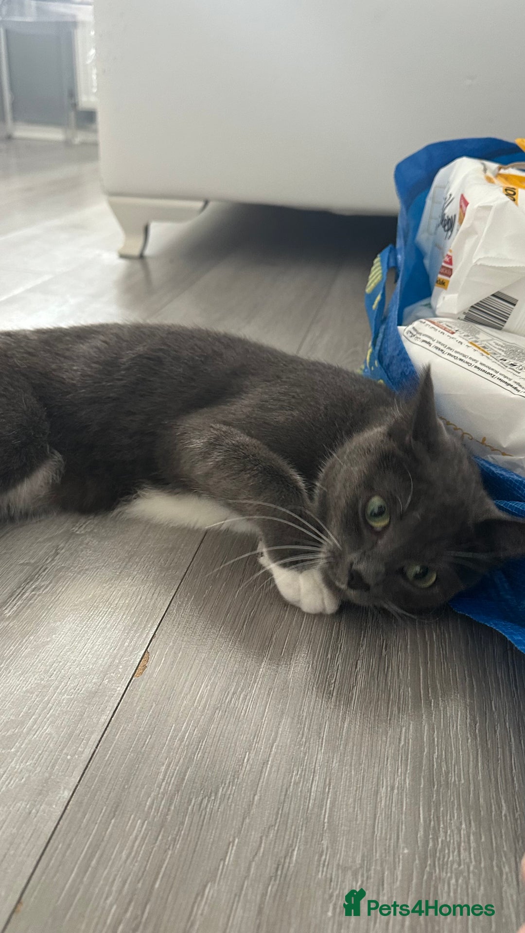 Russian Blue cats for sale: Female cat  - Image 5