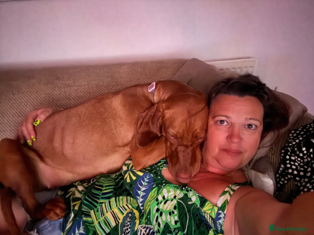 Hungarian Vizsla dogs for sale: 1 year old female.  - Image 4