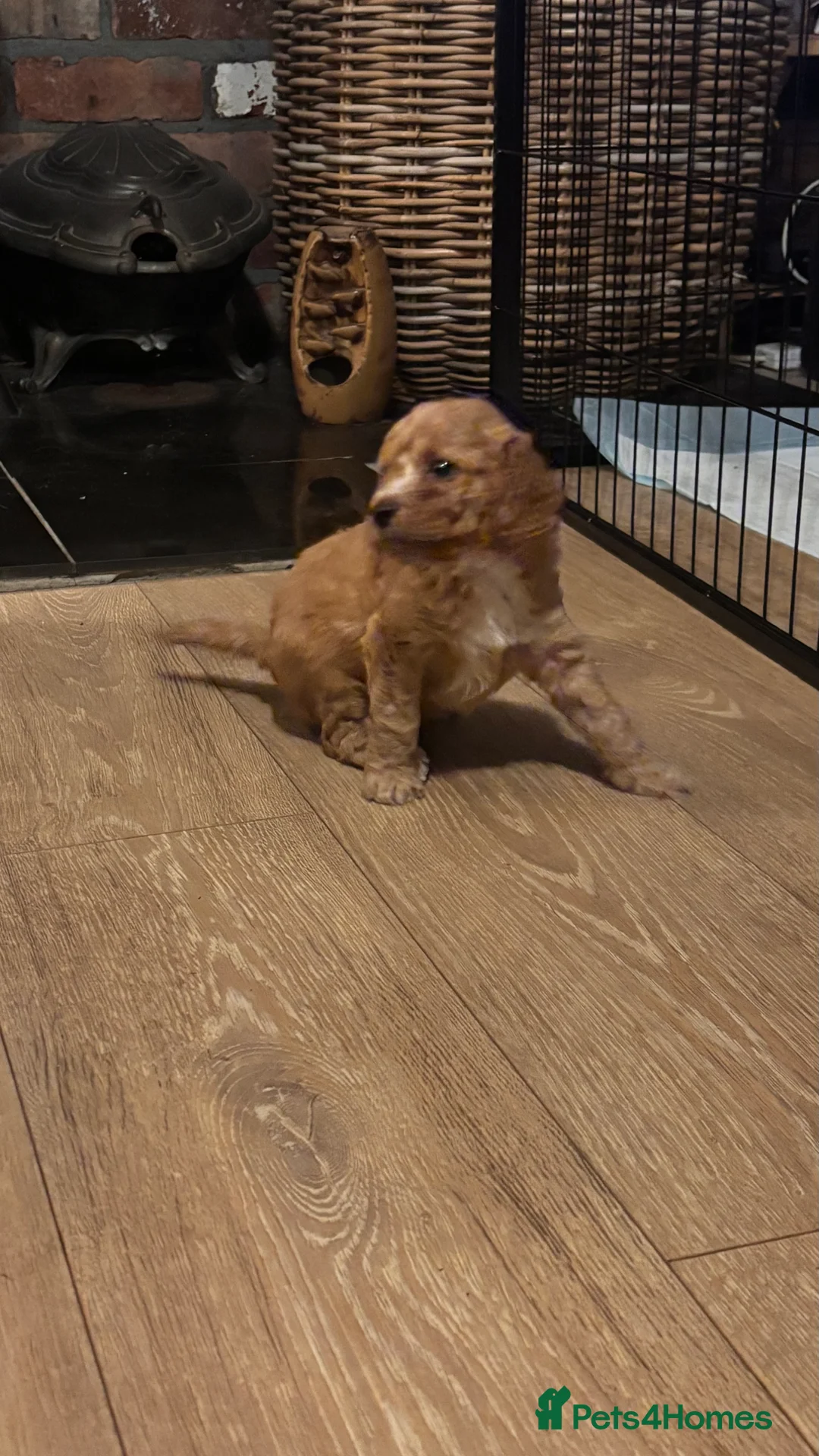 Mixed Breed dogs for sale: gorgeous cockacavapoochon for sale, !!LAST ONE!! - Advert 13