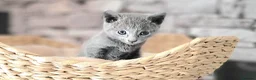 Russian Blue cats for sale: Pure Russian Blue kittens for sale 💙  - Advert 8