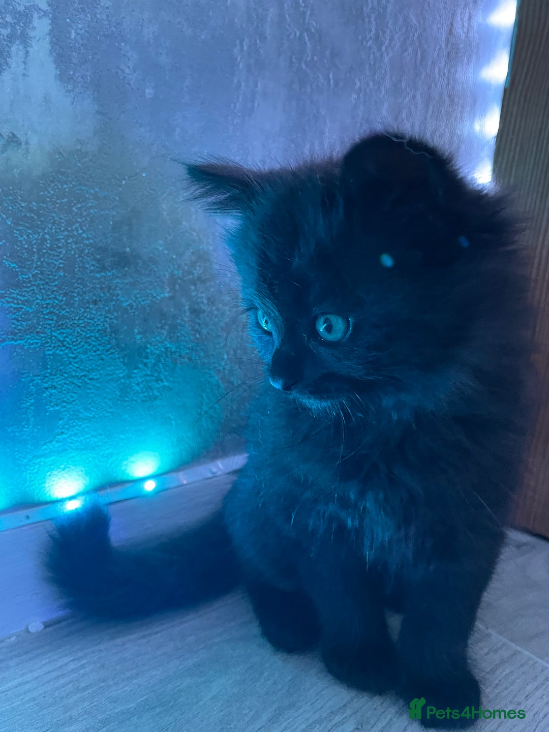 British Shorthair cats for sale: 5 kitties for sale  - Image 13