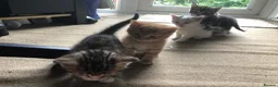 Mixed Breed cats for sale: 5 beautiful kittens looking for new homes - Advert 9