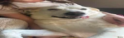 Borador dogs for sale: Lab x collie for rehome  - Advert 6