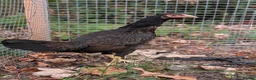 Chickens poultry for sale: High Quality Aseel Pair for Sale  - Advert 3
