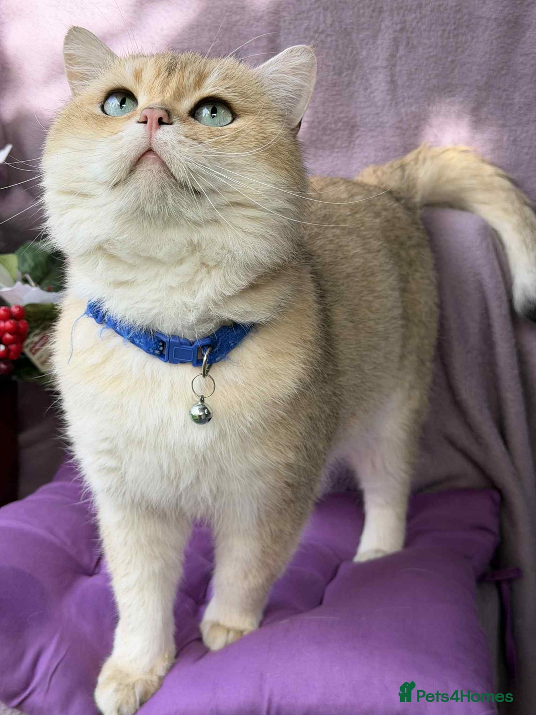 British Shorthair cats for sale: ⭐️Adorable TICA British Short/Long hair girls⭐️ - Advert 14