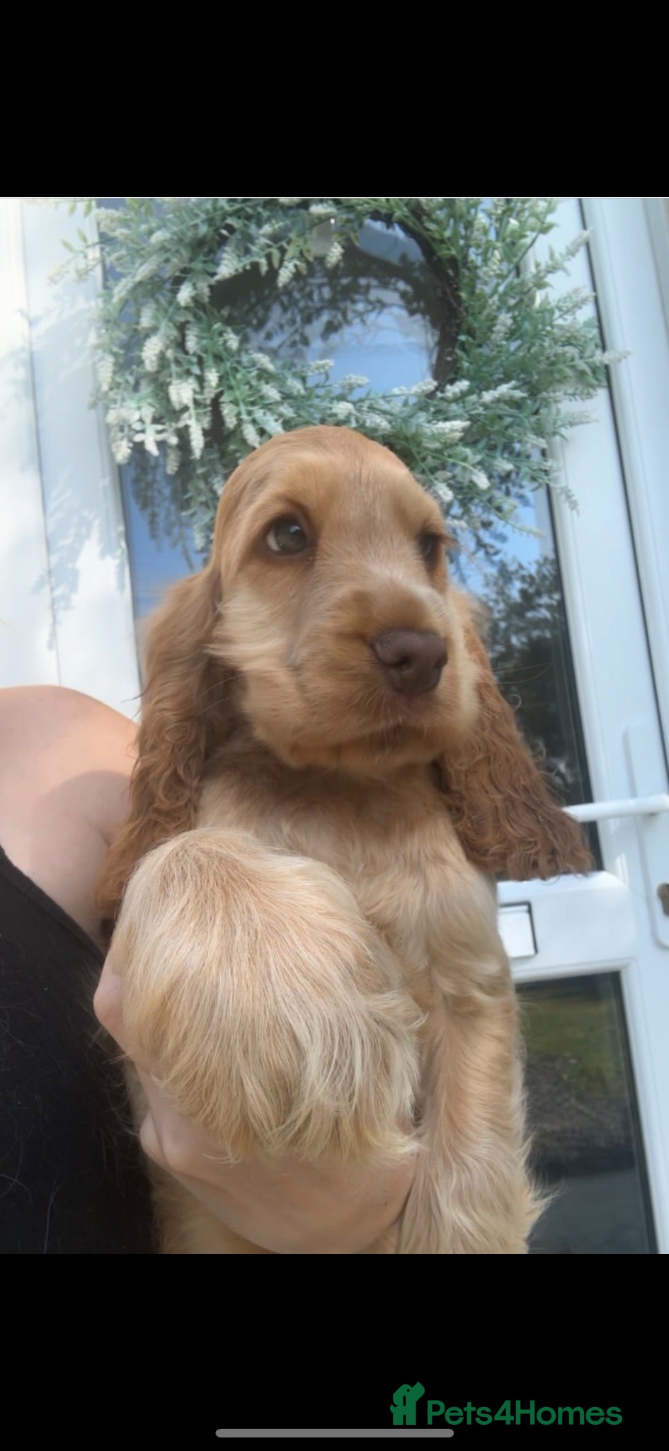 Cocker Spaniel dogs REDUCED READY NOW 🤎 KC Reg Sable Show cocker - Advert 1
