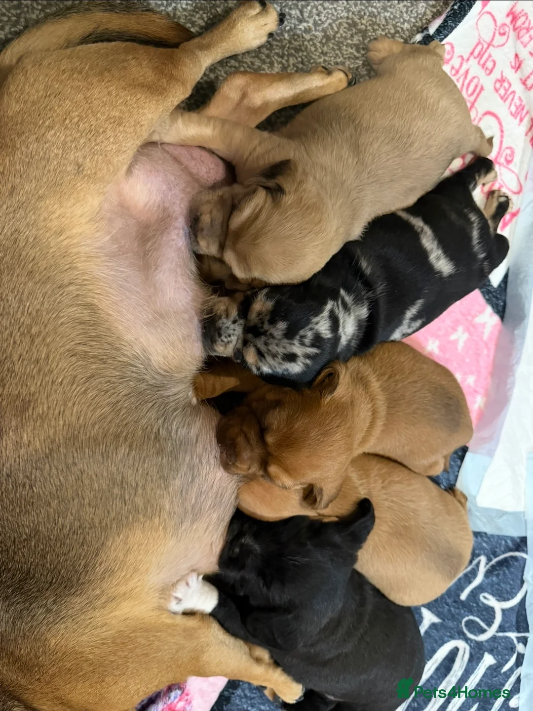 Cavapoo dogs for stud: MERLE Cavapoo - Advert 4