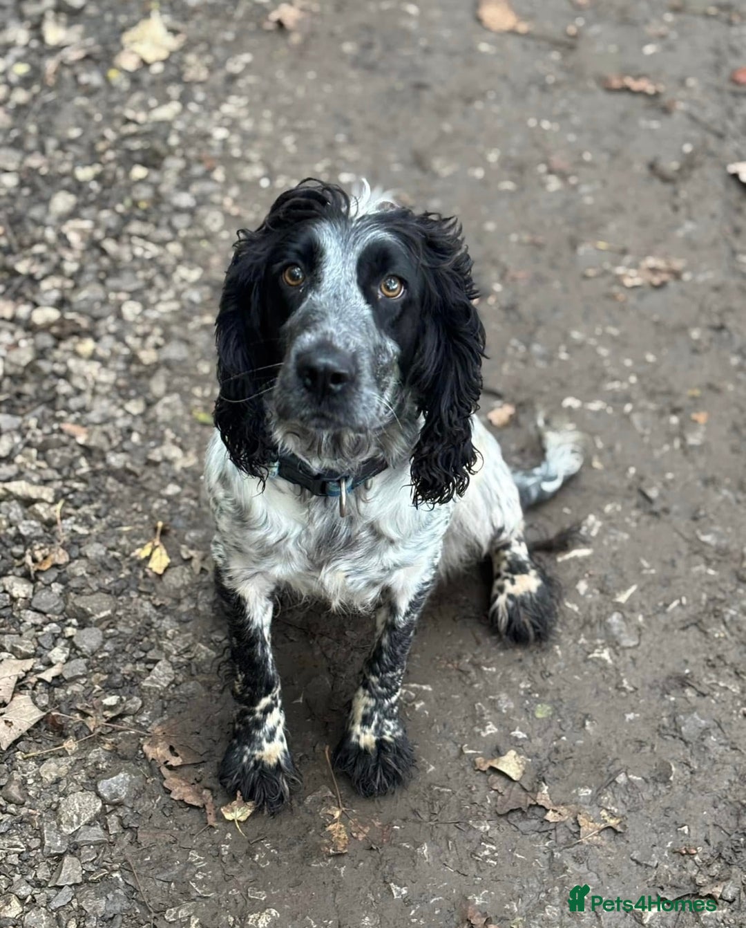 Cockapoo dogs for sale: Cockapoos looking for forever homes - Advert 2