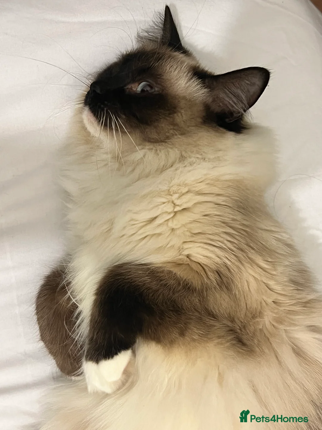 Ragdoll cats for sale: Adorable Pure Breed Ragdoll Kittens ❤️ - Advert 2