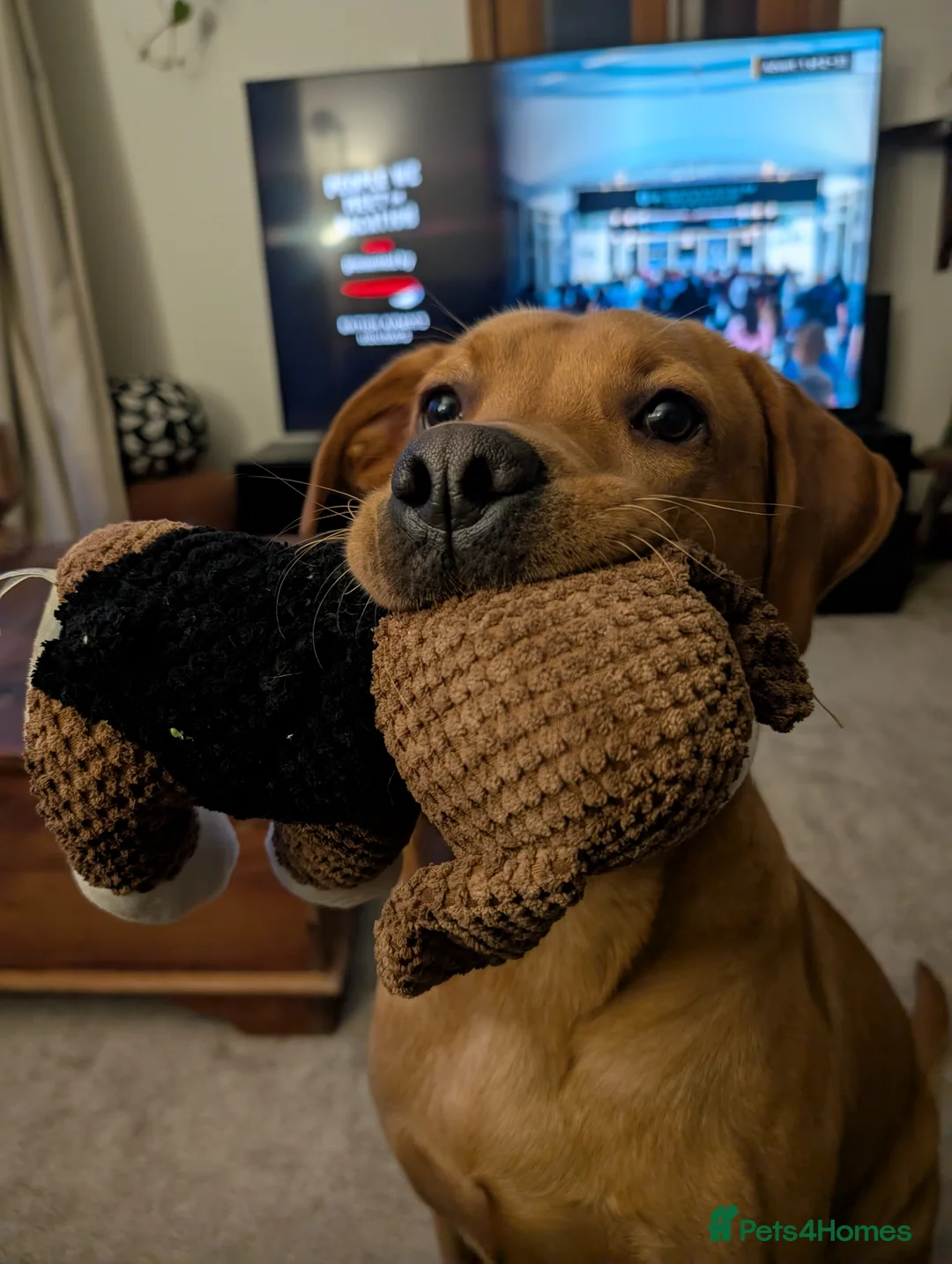 Labrador Retriever dogs for sale: Male Fox Red Labrador 1yr 3m - Advert 7