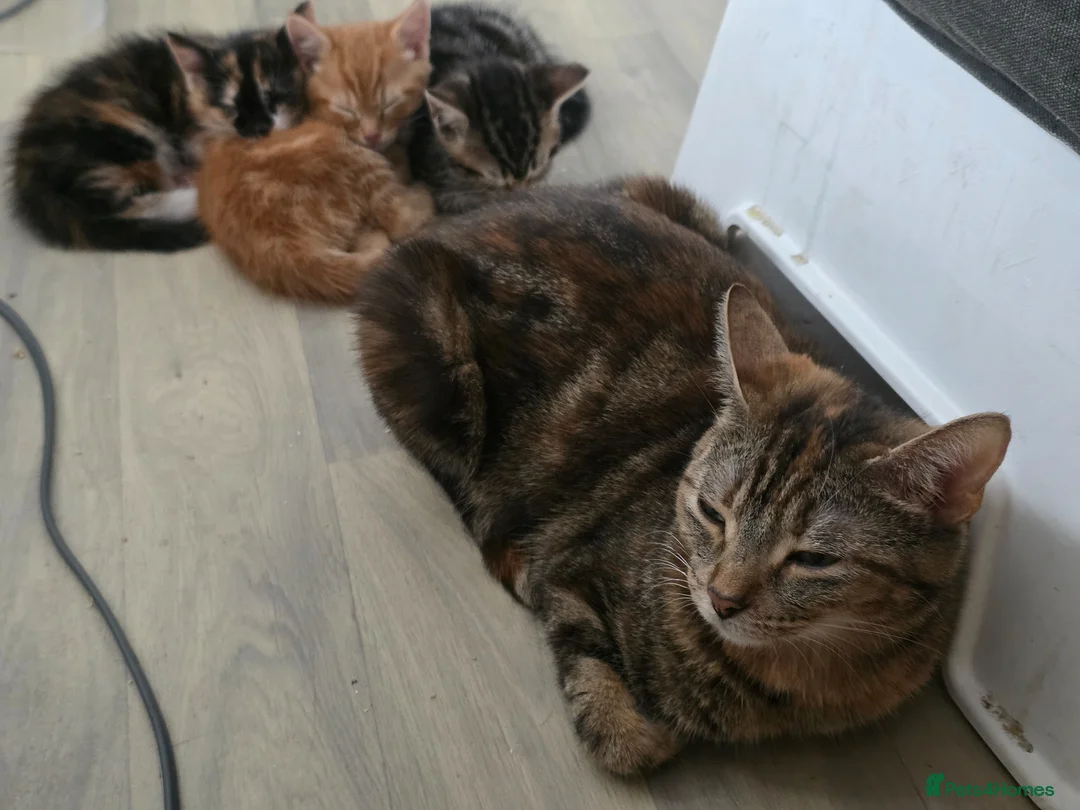 Mixed Breed cats for sale: Mixed breed kittens - Advert 1