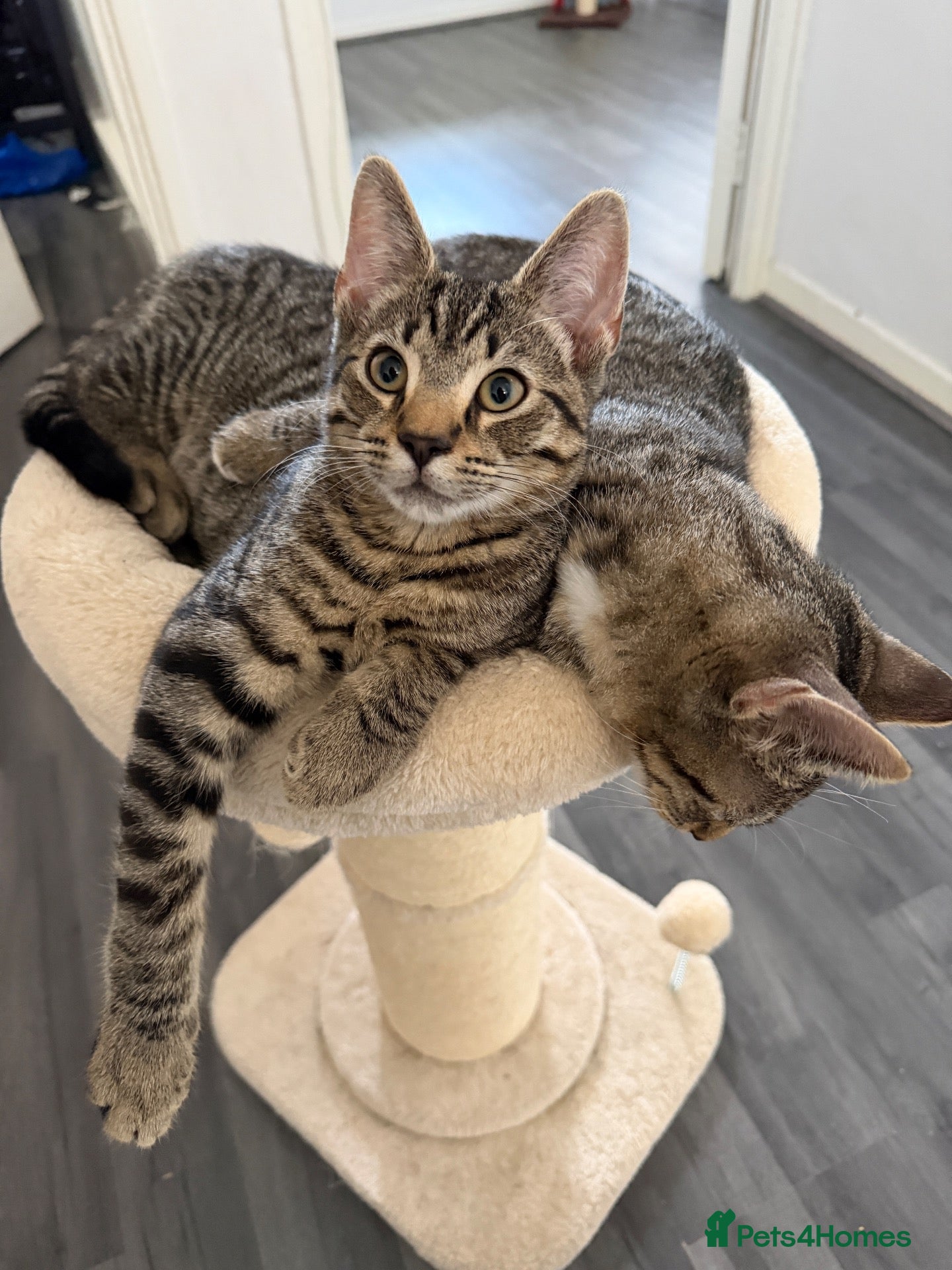 Mixed Breed cats 2 half bengal half tabby kittens and 2 year old - Advert 1