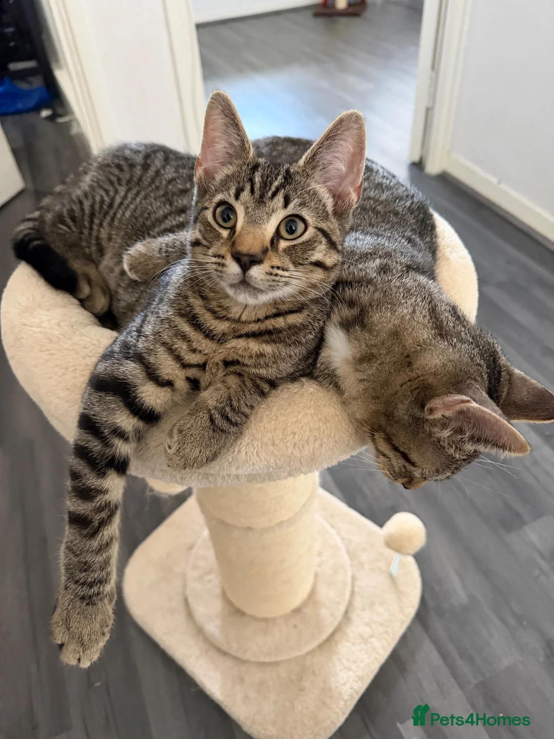 Mixed Breed cats for sale: 2 half bengal half tabby kittens and 2 year old in London - Advert 1