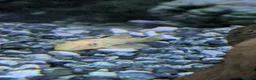 Plecos fish for sale: L144 lemon blue eyed plecos  - Advert 6