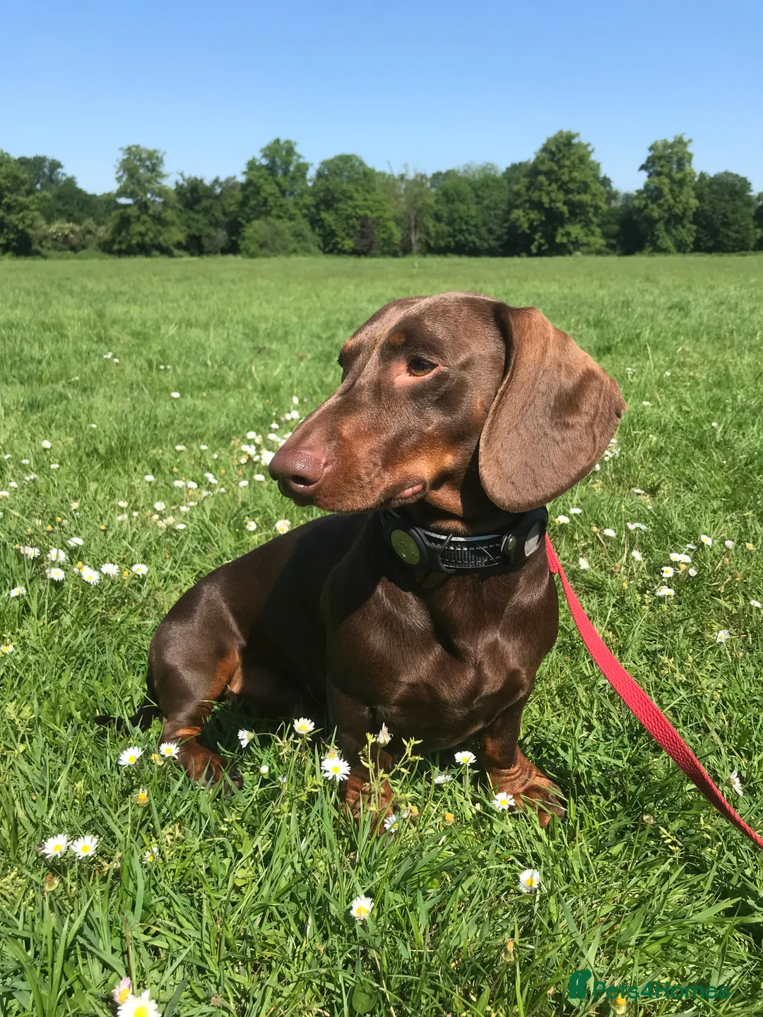 Dachshund dogs for stud: Standard dachshund for stud in London - Advert 6