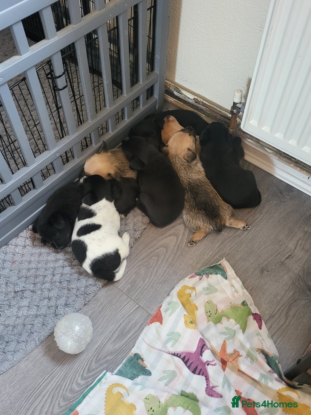 Mixed Breed dogs for sale: 🐾 Adorable Jackaranian Puppies  🐾 - Image 9