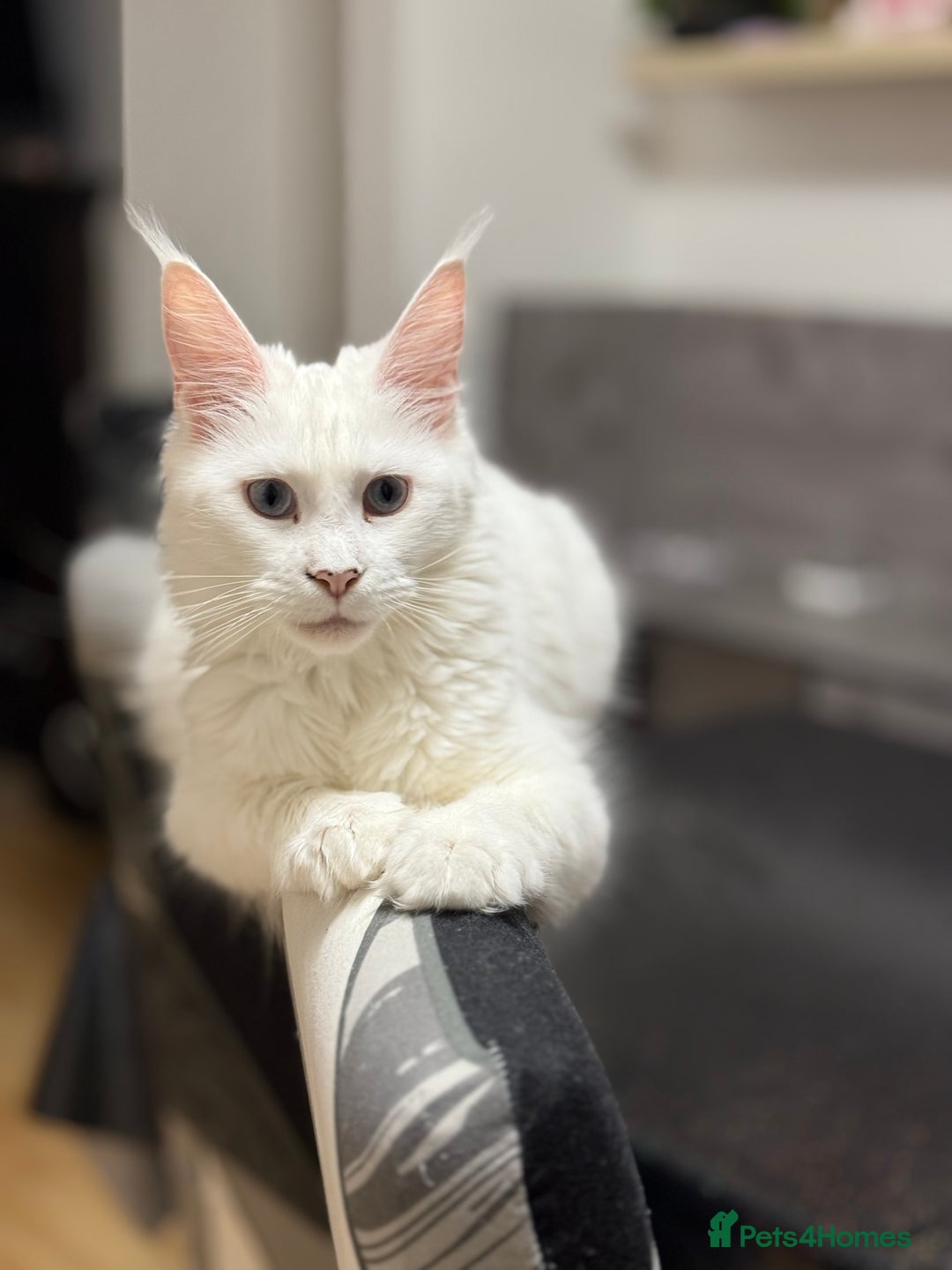 Maine Coon cats for sale: Gorgeous babies ready to find their forever family - Image 8