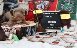 Miniature Dachshund dogs for sale: Beautiful miniature Dachshund Puppies - Image 4