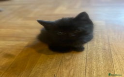 Mixed Breed cats for sale: Adorable Kittens Ready to Leave soon - Advert 24