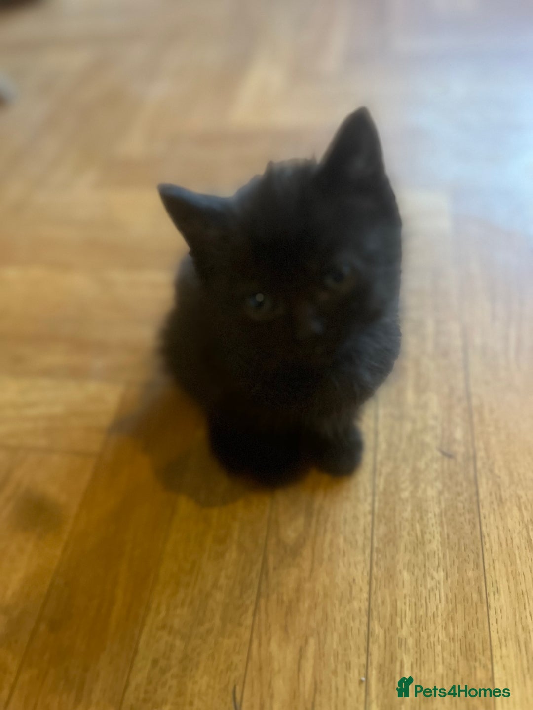 Mixed Breed cats for sale: Adorable Kittens Ready to Leave soon - Advert 24