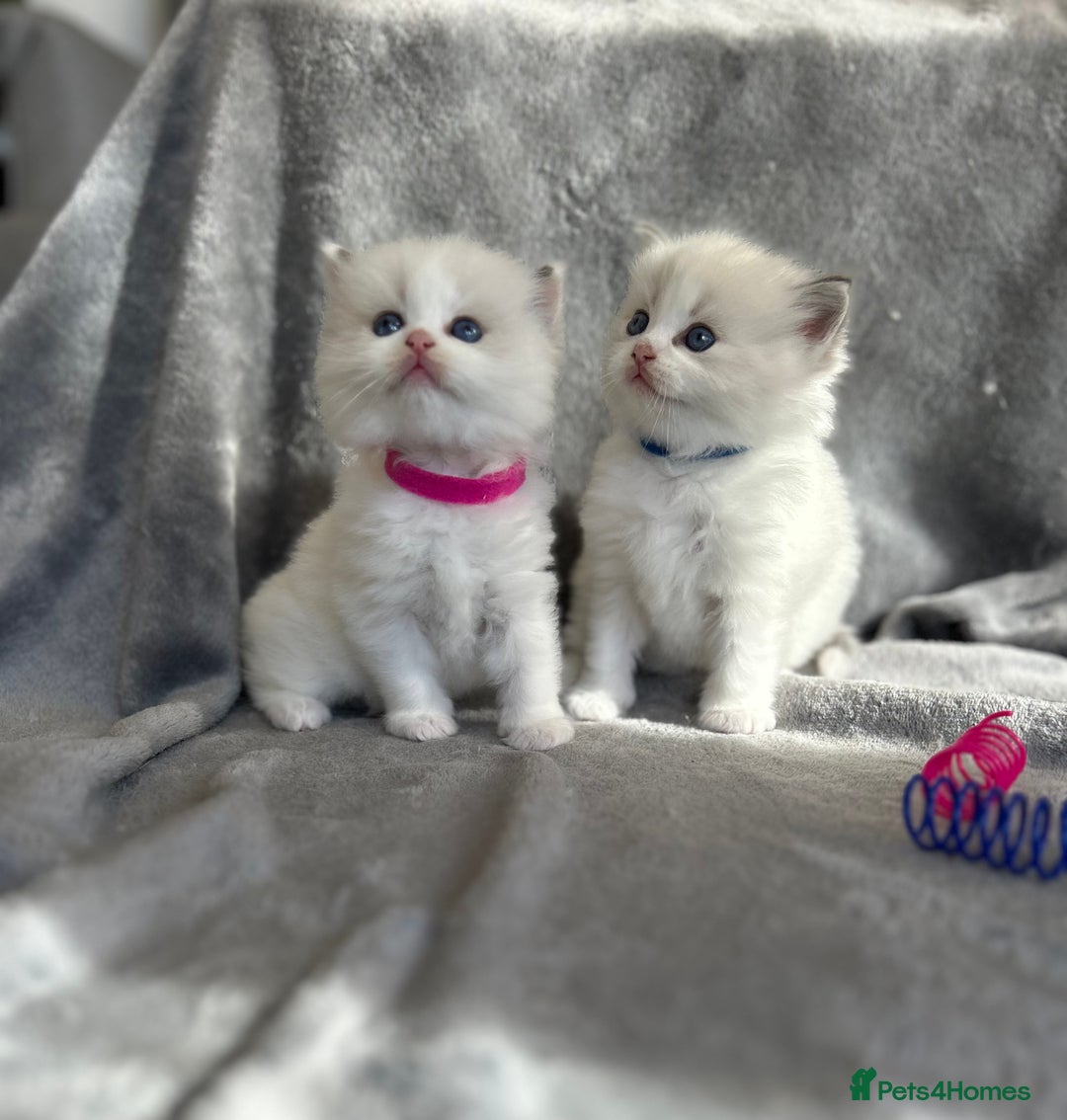 Ragdoll cats for sale: Beautiful Blue Tabby Ragdoll Fur Babies  - Image 28