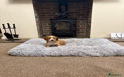 Cocker Spaniel dogs for sale: Working cocker spaniel boy - Image 9