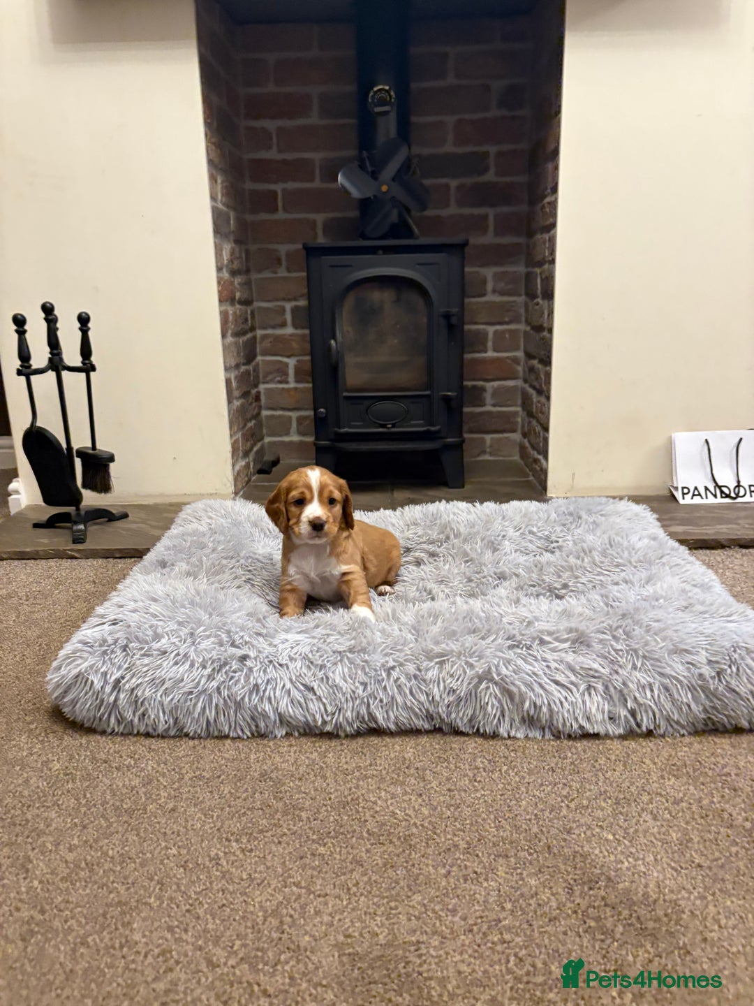 Cocker Spaniel dogs for sale: Working cocker spaniel boy - Image 9