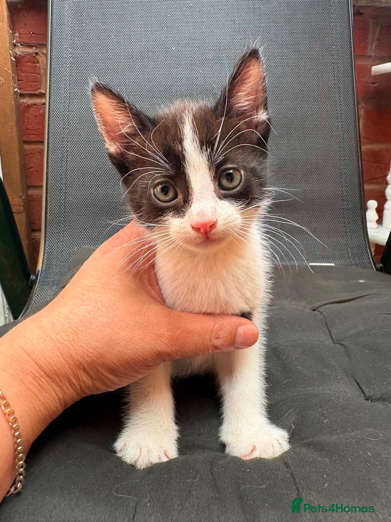 Mixed Breed cats 5 beautiful kittens ready for forever home  - Advert 1