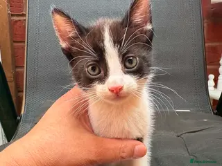 Mixed Breed cats 5 beautiful kittens ready for forever home - Advert 1