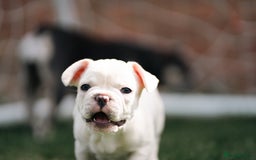 French Bulldog dogs for sale: Ready to go 2 x male French Bulldog KC registered - Image 25