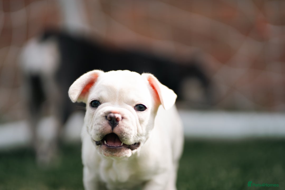 French Bulldog dogs for sale: Ready to go 2 x male French Bulldog KC registered - Image 25