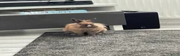 Lionhead rabbits for sale: 5 year old Lionhead named Dolly!  in Runcorn - Advert 2