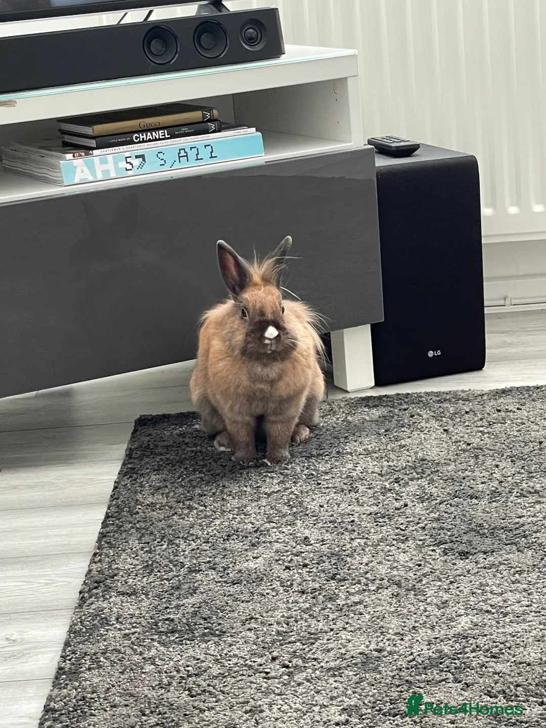 Lionhead rabbits for sale: 5 year old Lionhead named Dolly!  in Runcorn - Advert 2