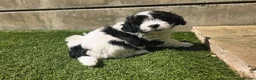 Lhasapoo dogs for sale: Stunning Lhasapoo Puppies. READY NOW! - Advert 22