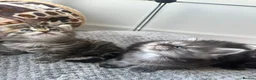 Maine Coon cats for sale: Fluffy Tortoiseshell Girl and Black Boy Kittens - Advert 8