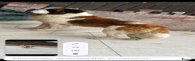 Saint Bernard 9