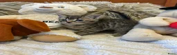 Mixed Breed cats for sale: 🩷Cross Maine Coone Kittens🩷 - Advert 24