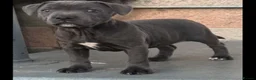 Staffordshire Bull Terrier dogs for sale: Blue KC registered Staffordshire bull terrier - Advert 3