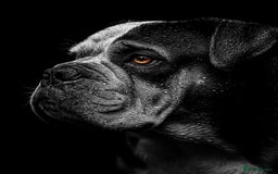 American Bulldog dogs for sale: american bulldog  - Image 10