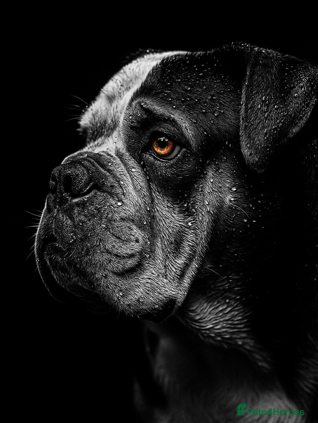 American Bulldog dogs for sale: american bulldog  - Image 10