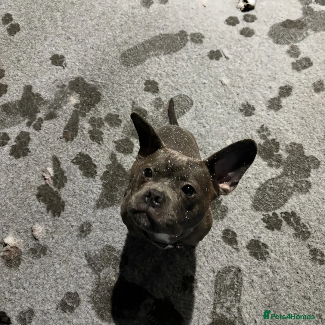 Mixed Breed dogs for sale: 2 Year old Blue Staffy/Frenchie none fault rehome in Nottingham - Advert 2