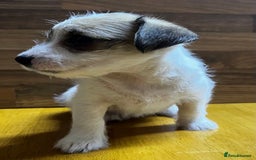 Mixed Breed dogs for sale: Jack Russell with a hint of Bichon Frise. - Image 20