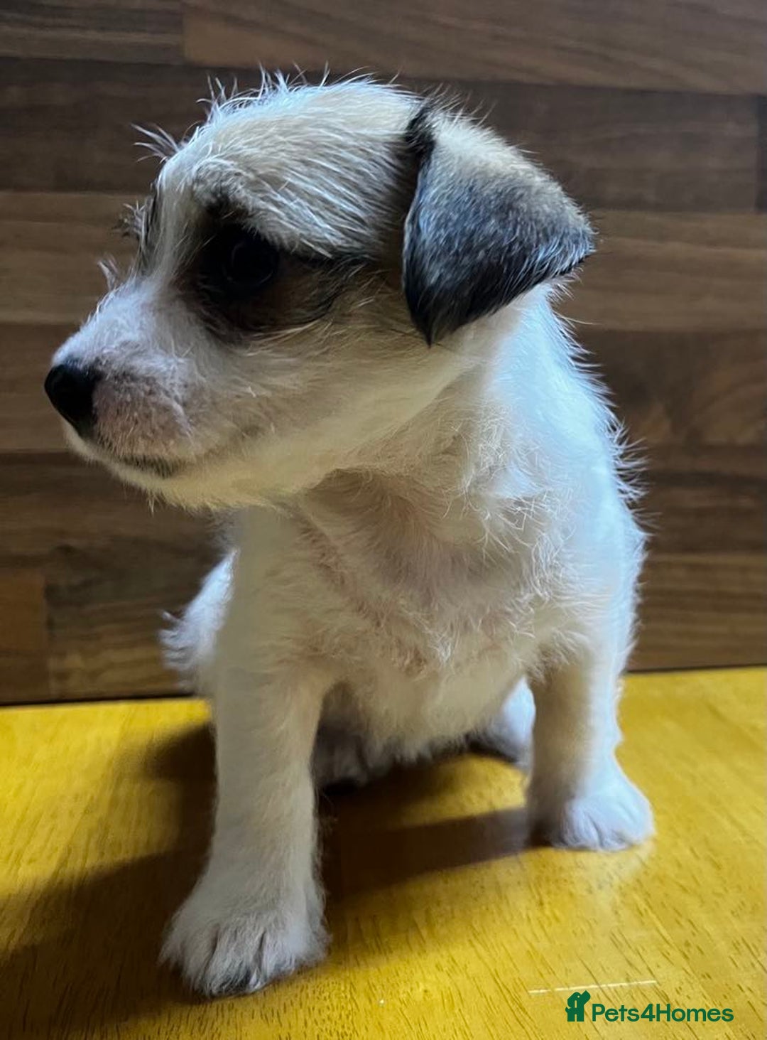 Mixed Breed dogs for sale: Jack Russell with a hint of Bichon Frise. - Image 20